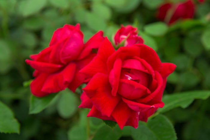 roses-burgular-deterrant-in-garedn-design