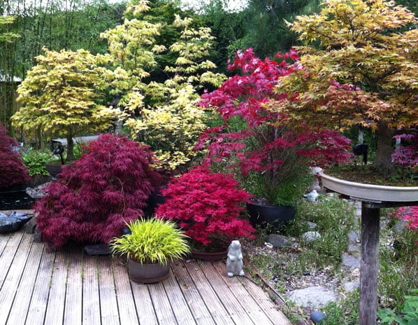 Small Trees For Gardens Are In, What Are The Best Trees For Small Gardens