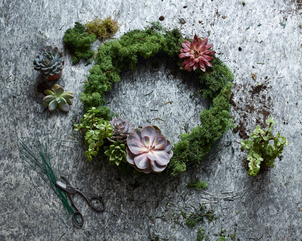 DIY Christmas wreath succulents