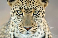 wild-photo-leopard-gaze.jpg