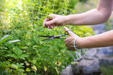 beginners gardening tips