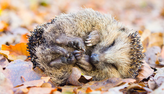 help with winter hibernation