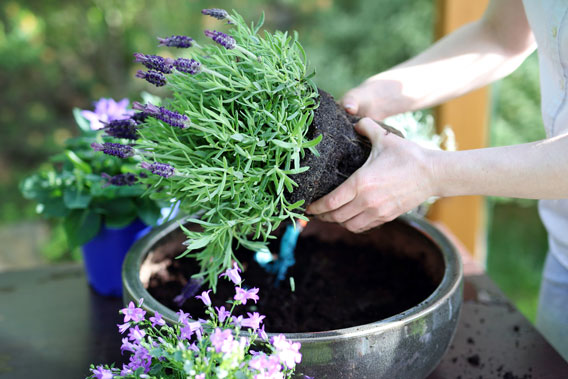 garden tips to save time
