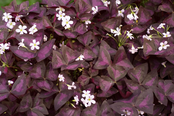 McCarthy Holden garden plants