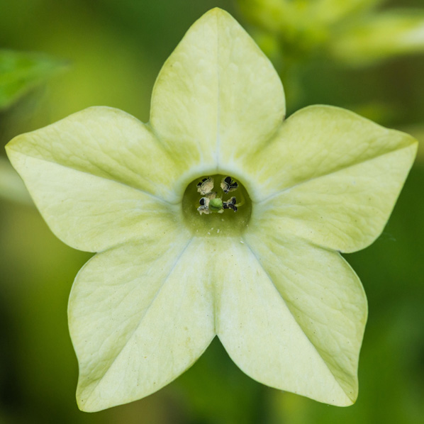 McCarthy Holden Scented plants