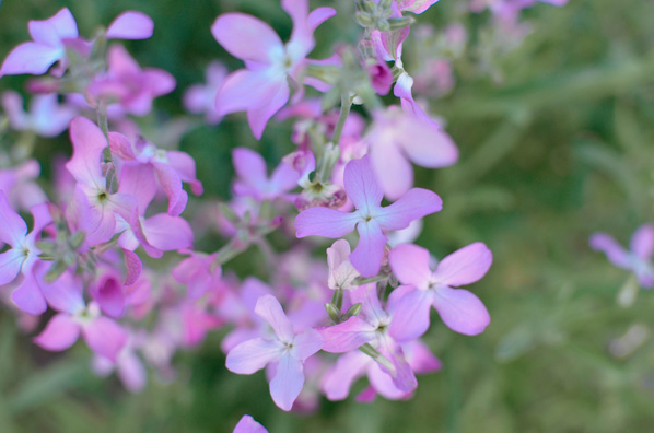 McCarthy Holden Scented plants