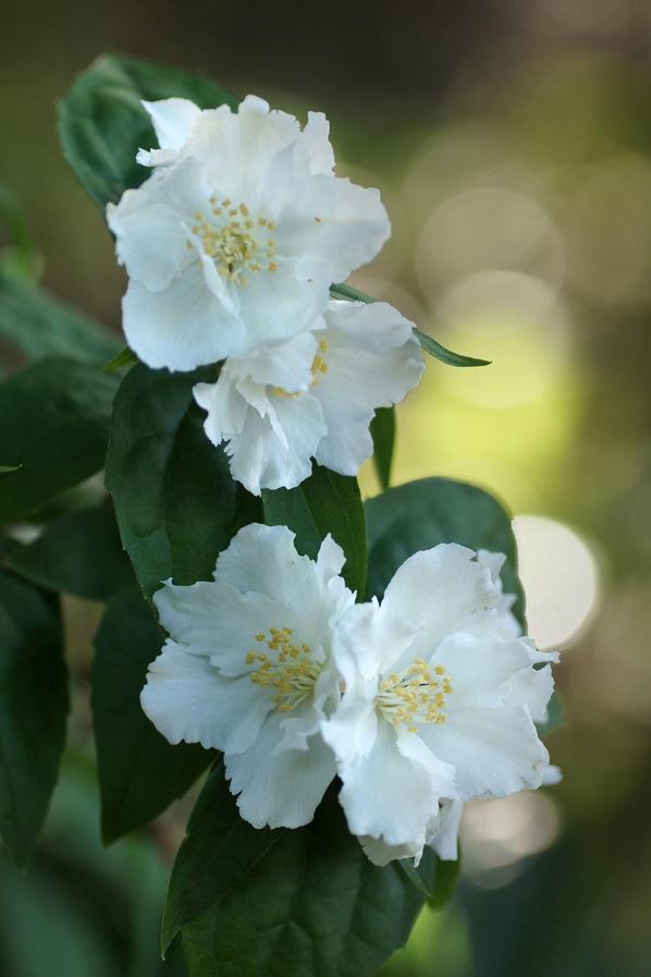 McCarthy Holden Scented plants