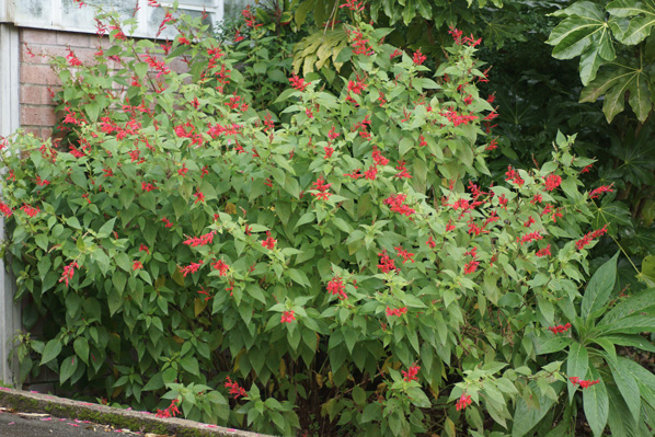 McCarthy Holden Scented plants