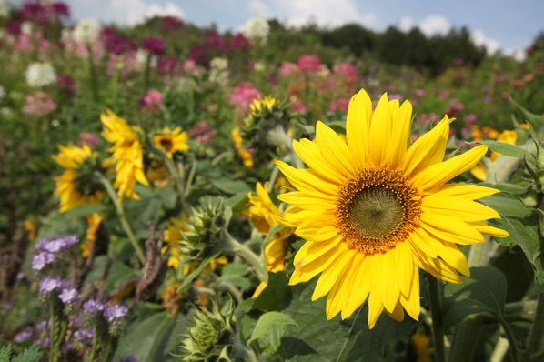 McCarthy Holden garden plants