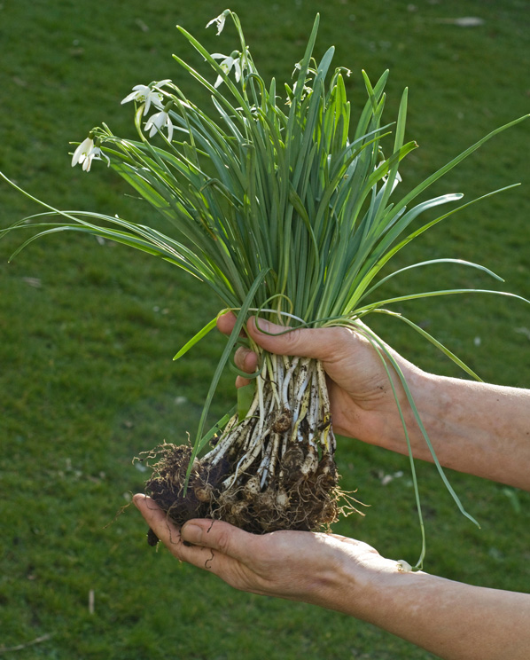 Gardening McCarthy Holden