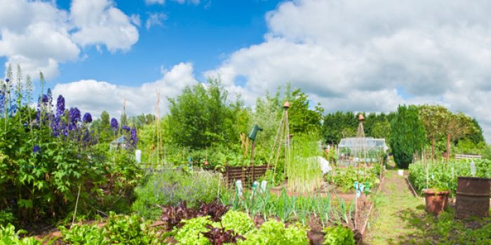 allotment veg challenge