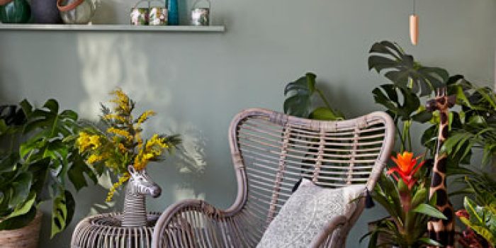 houseplant care