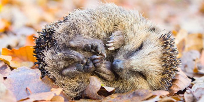 help with winter hibernation