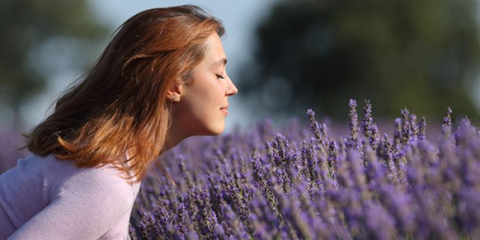 McCarthy Holden Scented plants